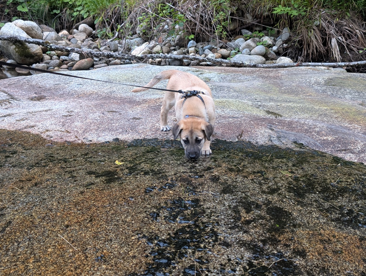 chinook dog
